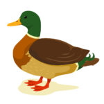 duck drawing