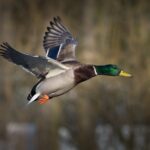 duck flying through air over water