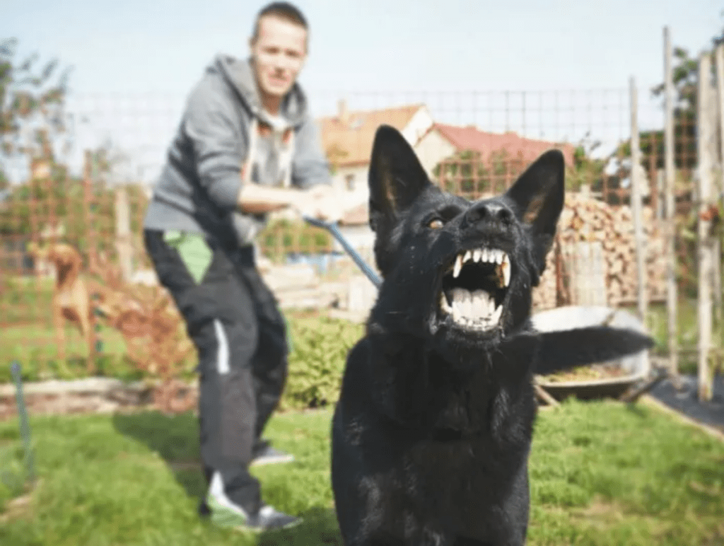 marketing automation man holding attack dog on a leash