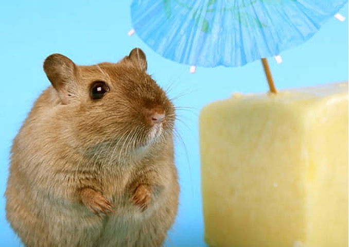 dark funnel hamster looking at cheese